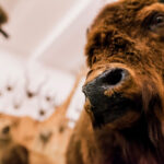 Missiemuseum Steyl - Dutch Girls in Museums - © Iris Zaagman