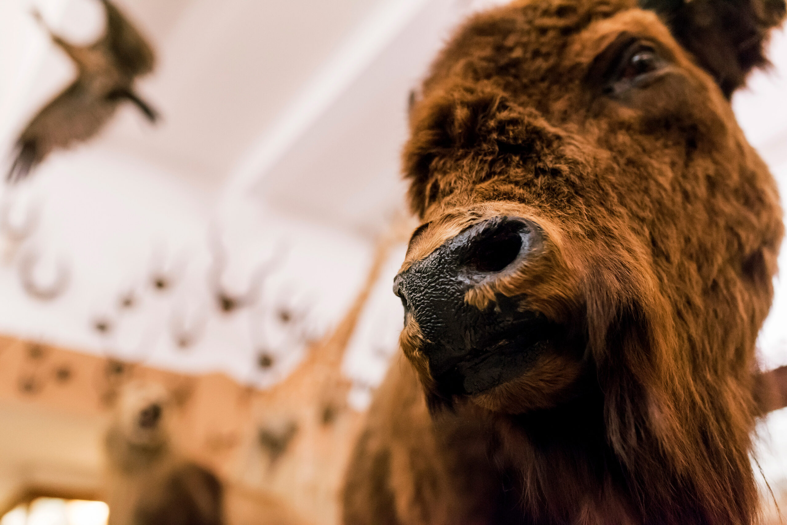 Missiemuseum Steyl - Dutch Girls in Museums - © Iris Zaagman