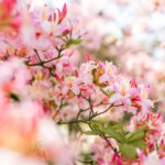 Arcadia - Leeuwarden - Friesland - Oranjewoud